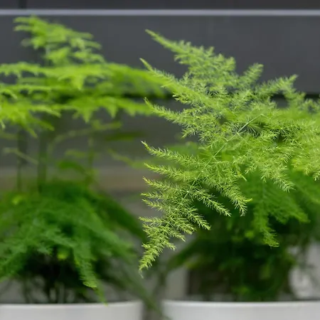 Caffe Latte Cracóvia